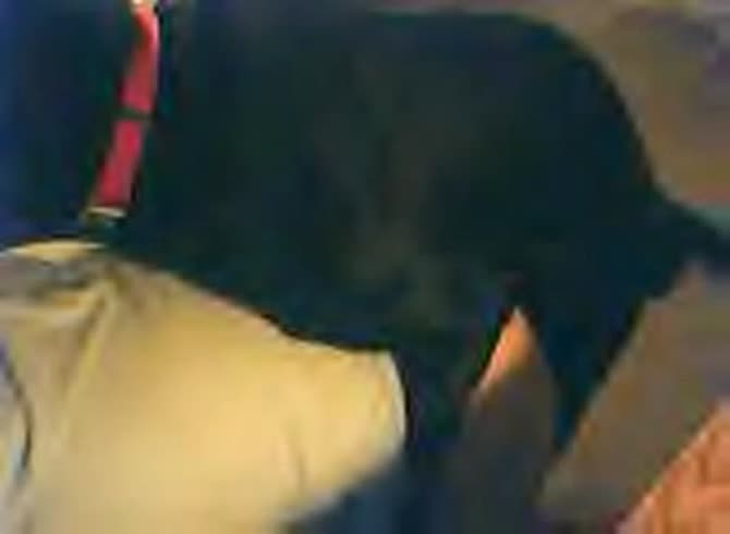 Video :Black dog banging a big ass girl's pussy